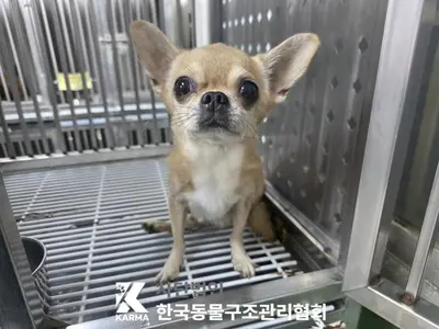 치와와 사진