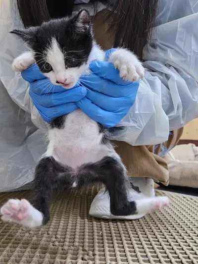 한국 고양이 사진