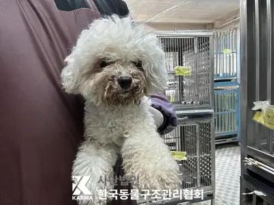 비숑 프리제 사진