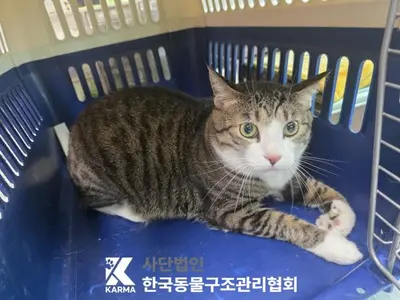 한국 고양이 사진