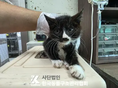 한국 고양이 사진