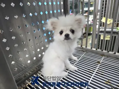 포메라니안 사진