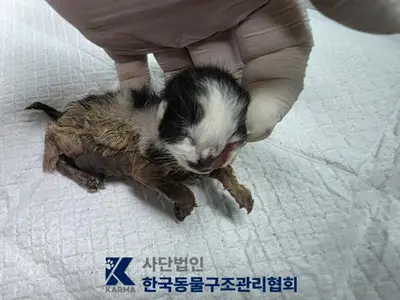 한국 고양이 사진