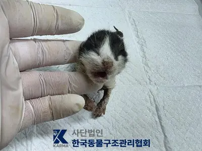 한국 고양이 사진