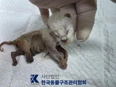 한국 고양이 사진