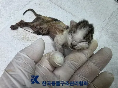 한국 고양이 사진