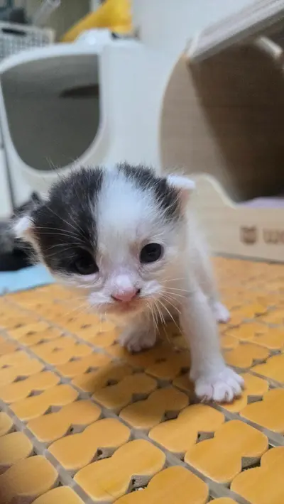 믹스묘 사진