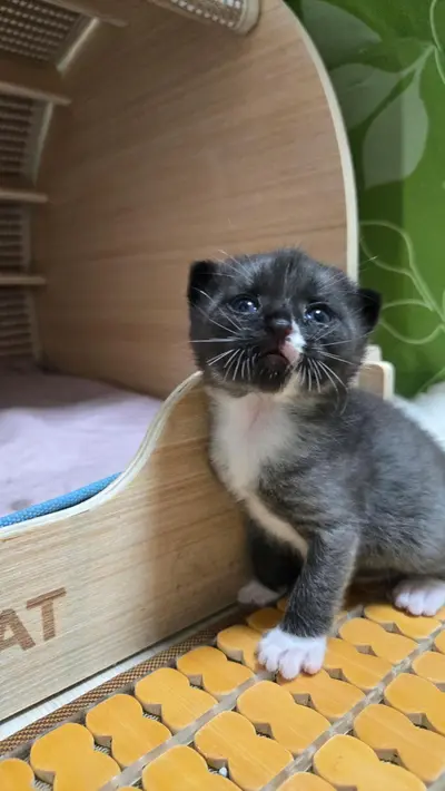 믹스묘 사진