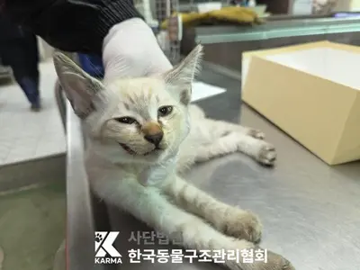한국 고양이 사진