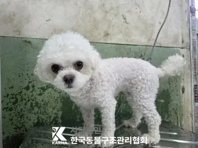 비숑 프리제 사진