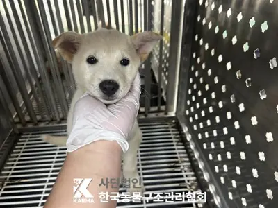 믹스견 사진