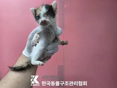 한국 고양이 사진
