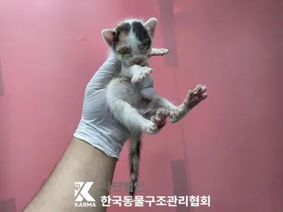 한국 고양이 사진