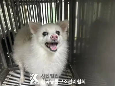 스피츠 사진