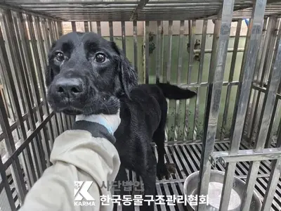 플랫 코티드 리트리버 사진