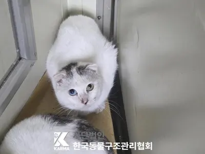 스코티시폴드 사진
