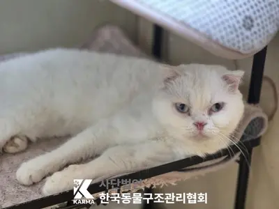 스코티시폴드 사진