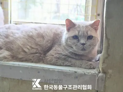 브리티시 쇼트헤어 사진