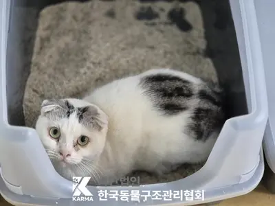스코티시폴드 사진