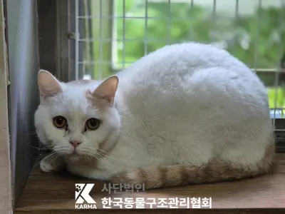 브리티시 쇼트헤어 사진