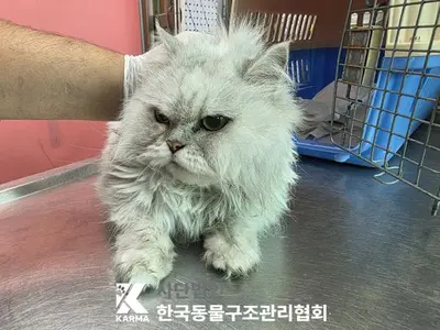 페르시안 사진