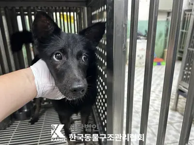 믹스견 사진