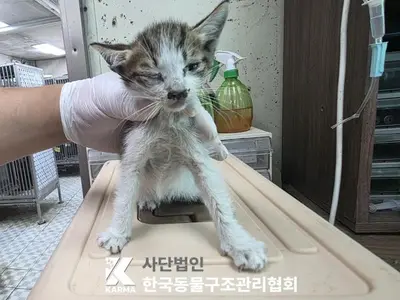 한국 고양이 사진