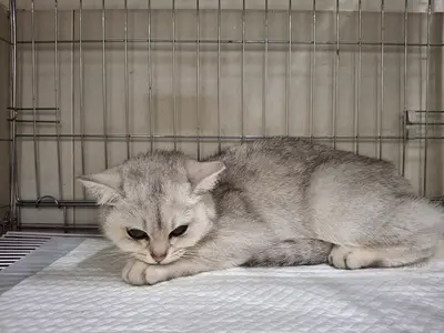 브리티시 쇼트헤어 사진