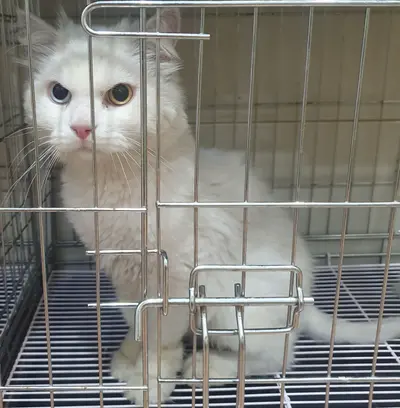 페르시안 사진
