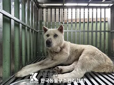믹스견 사진