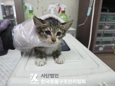 한국 고양이 사진