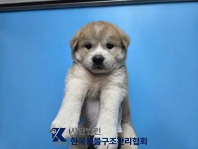 믹스견 사진
