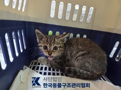 한국 고양이 사진