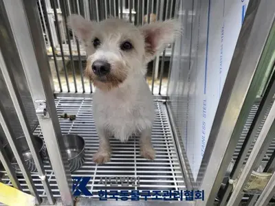 믹스견 사진