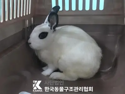 기타축종 사진