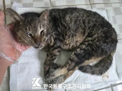 한국 고양이 사진