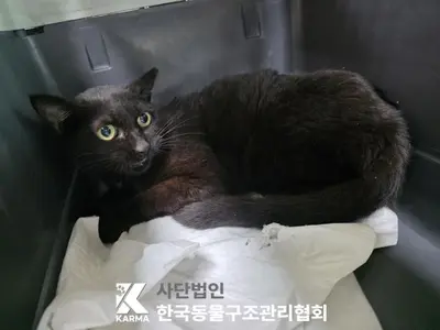 한국 고양이 사진