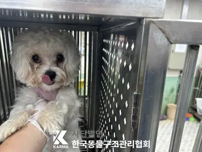 말티즈 사진