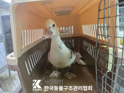 기타축종 사진