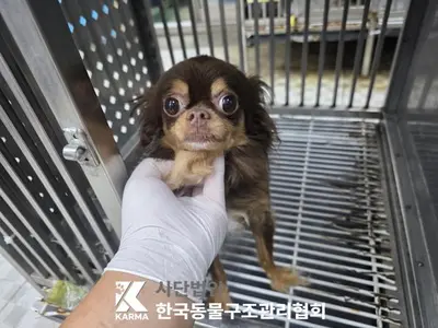치와와 사진