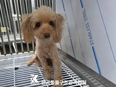 푸들 사진