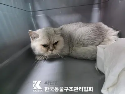 브리티시 쇼트헤어 사진