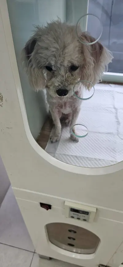푸들 사진