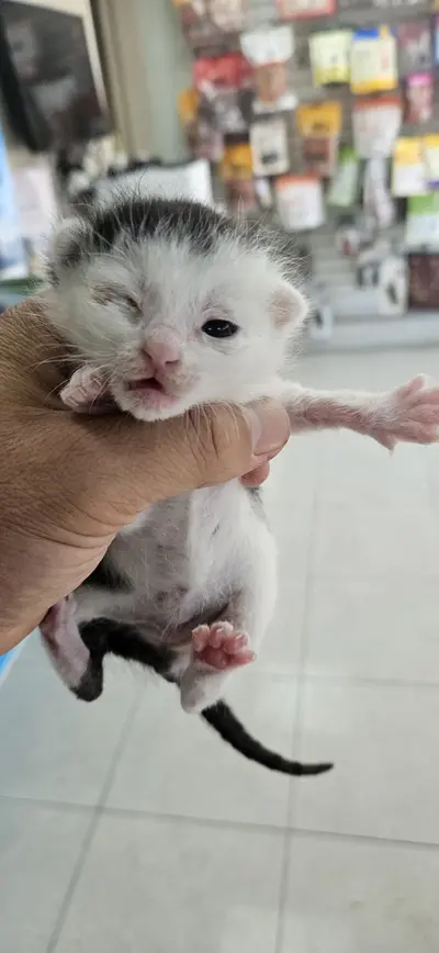 한국 고양이 사진