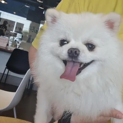 포메라니안 사진