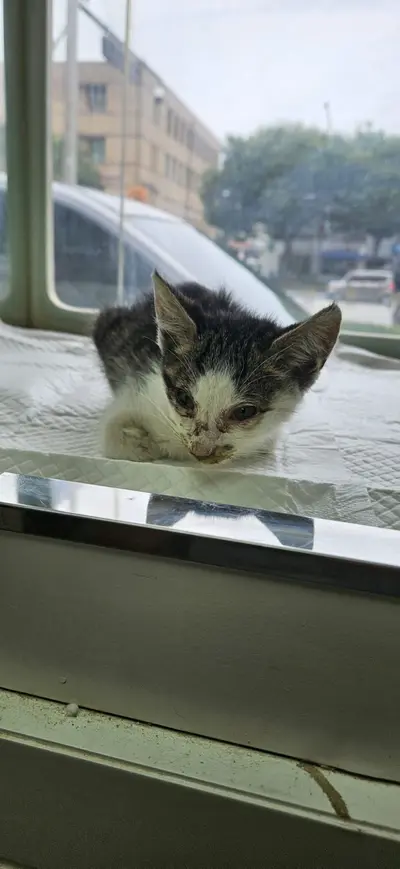 한국 고양이 사진