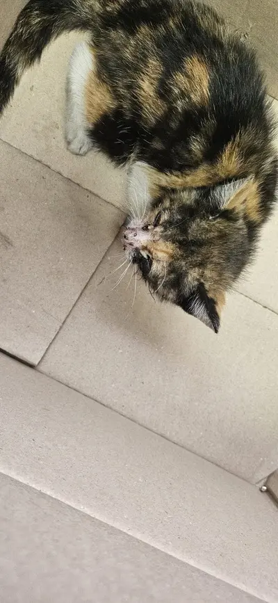 한국 고양이 사진