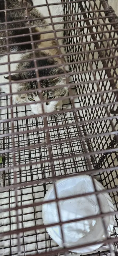 한국 고양이 사진