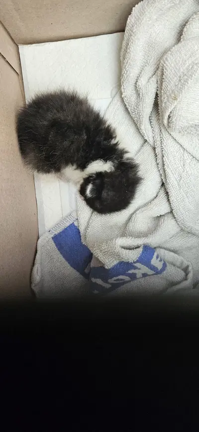 한국 고양이 사진