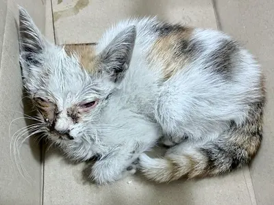 한국 고양이 사진